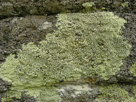 Map Lichen