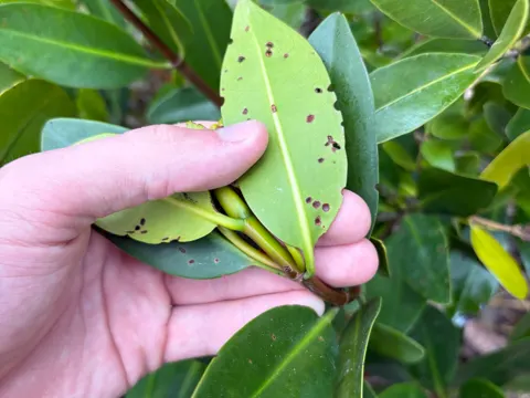 Red Mangrove