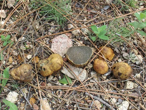 Yellow False Truffle