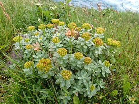 Golden Root