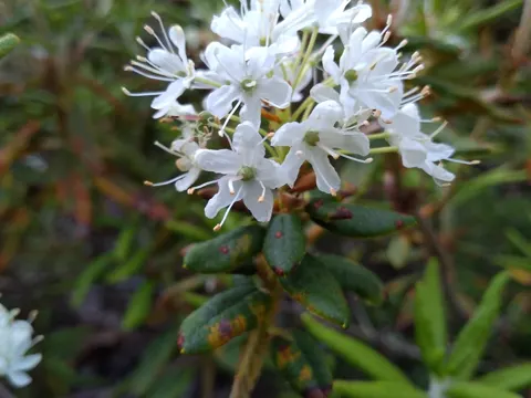 Labrador Tea