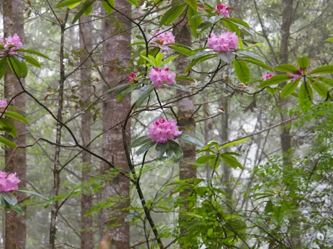 Pacific Rhododendron