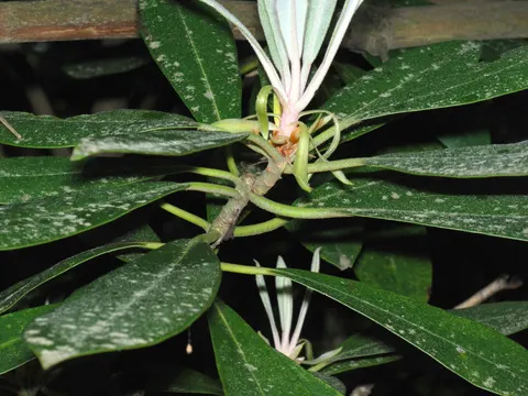 Great Laurel