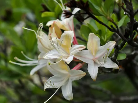 Western Azalea