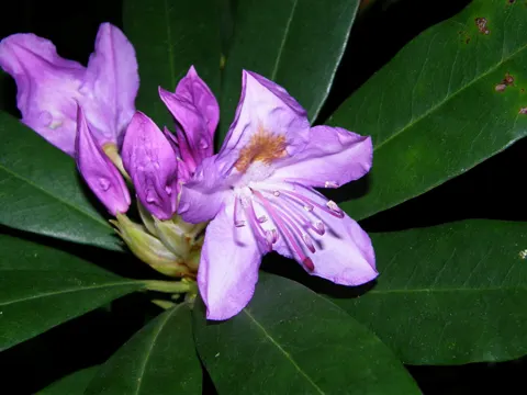 Pontic Rhododendron