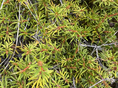 Marsh Labrador Tea