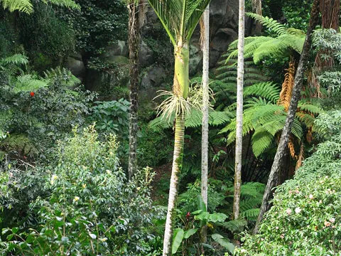 Nikau Palm