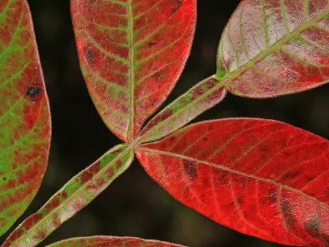 winged sumac