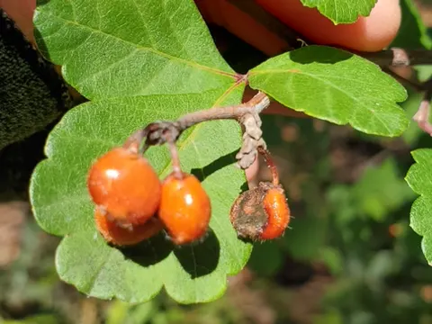 Skunkbush Sumac
