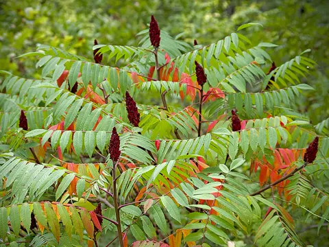 Staghorn Sumac