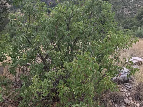 Evergreen Sumac