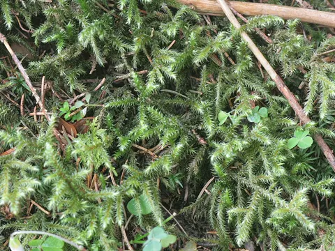 Little Shaggy-moss