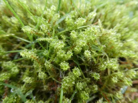 Springy Turf-moss