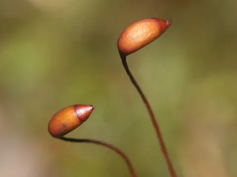 Rough Goose Neck Moss