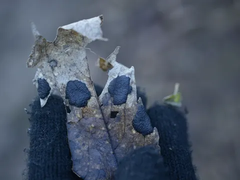 Sycamore Tar Spot