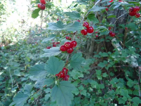 Mountain Currant