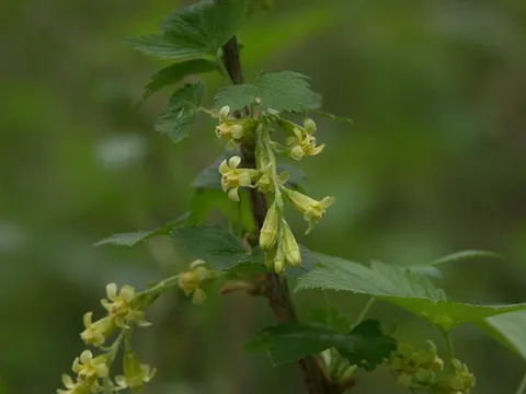 Wild Black Currant