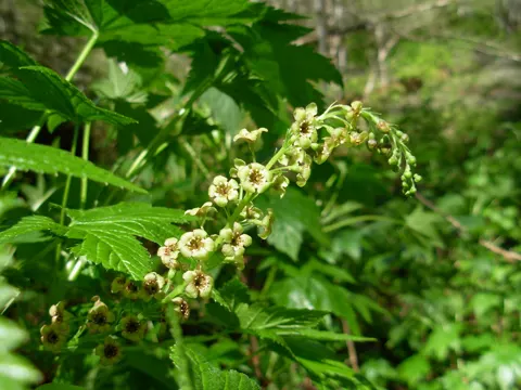 Ribes bracteosum