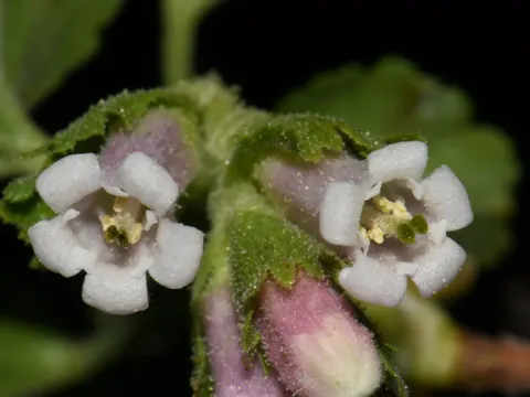 Wax Currant