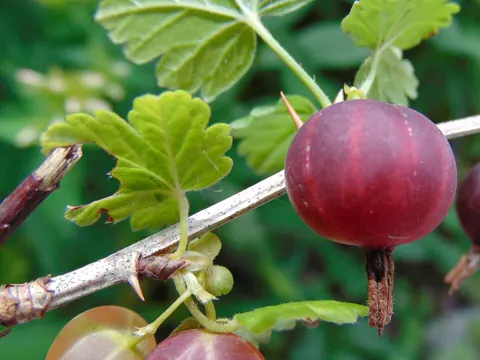 Hairy Gooseberry