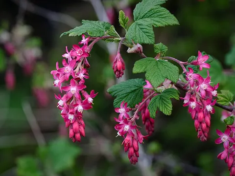 Currant (red-flowering)