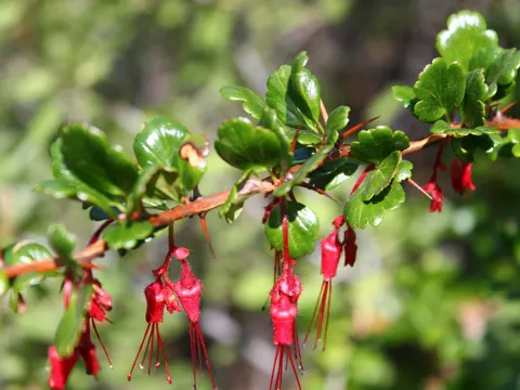 Fuchsia-flowered Gooseberry