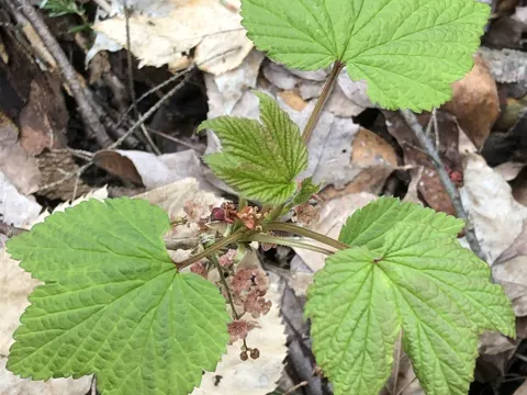 Swamp Red Currant
