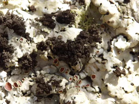 Giant Candlewax Lichen