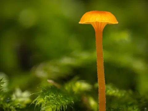 Orange Mosscap