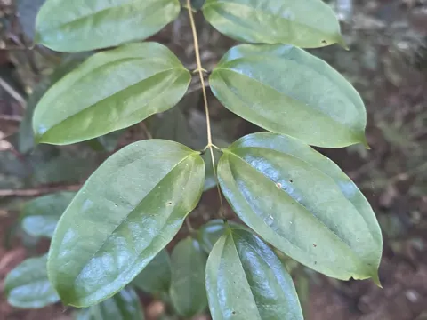 Ripogonum album