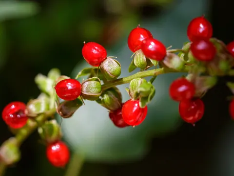 Pigeonberry