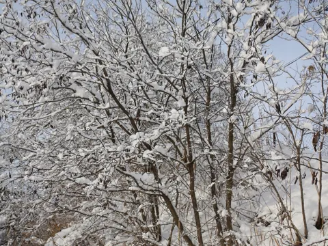 Black Locust