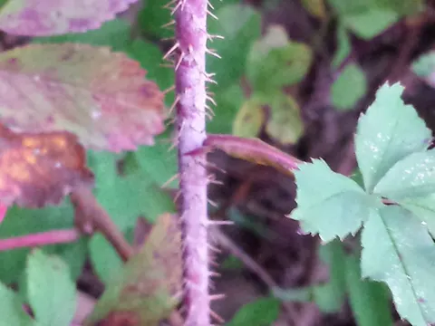 Prickly Rose