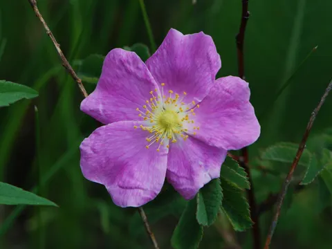 Prairie Rose