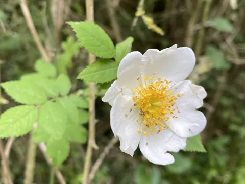 Field-rose