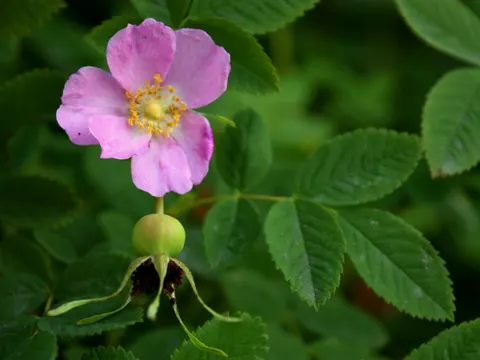 Nootka Rose