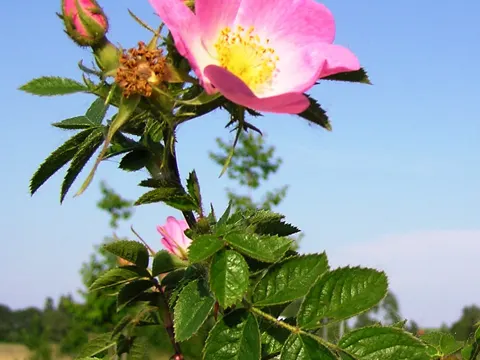 Sweet Briar (Rosa rubiginosa)