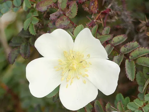 Burnet Rose