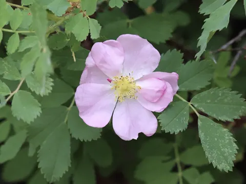 Woods Rose
