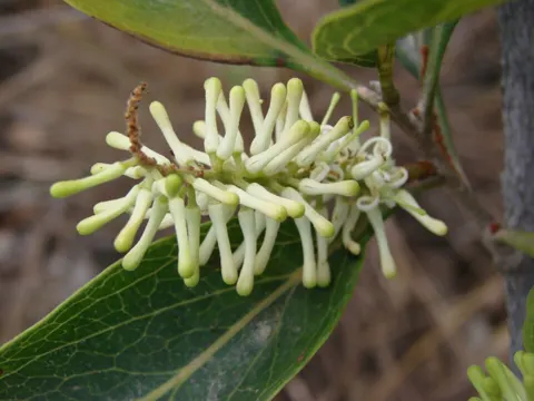 Roupala