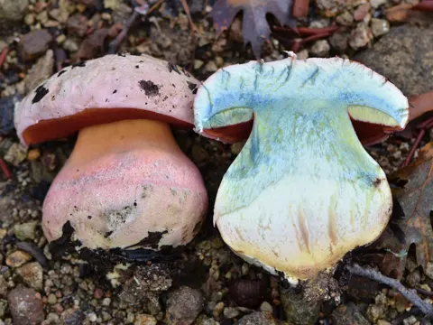 Alice Eastwood's Bolete