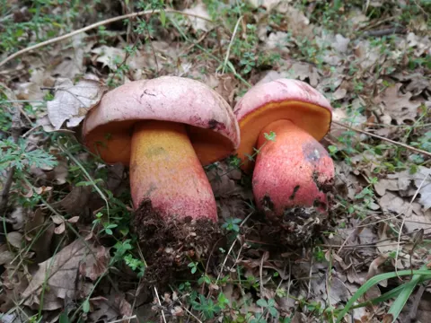 Le Gal's Bolete