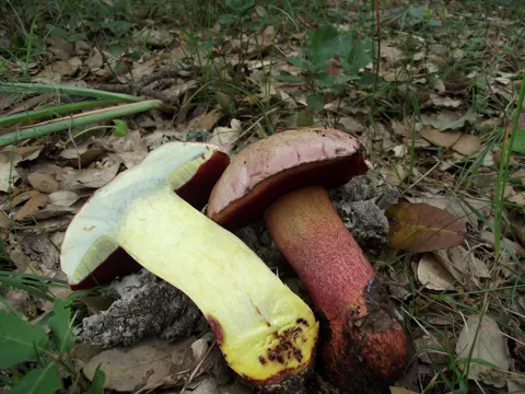 Ruddy Bolete