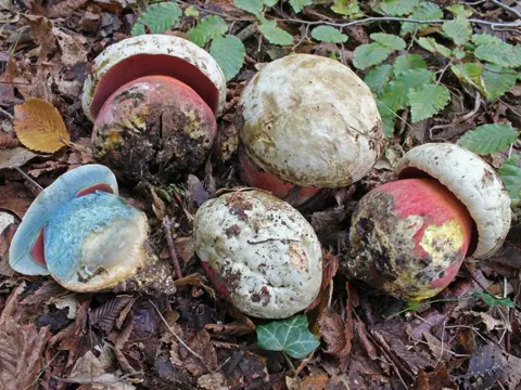 Devil's Bolete