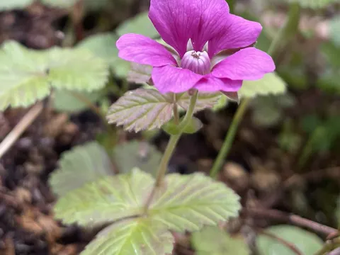 Arctic Bramble