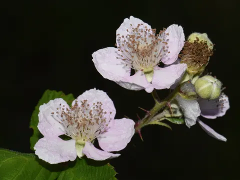 Himalayan Blackberry