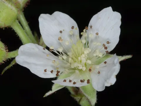 Dewberry