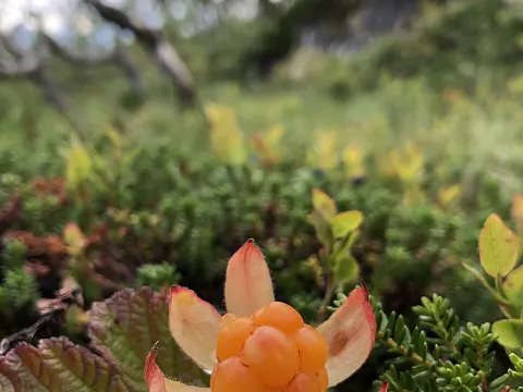 Cloudberry