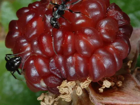 Boulder Raspberry