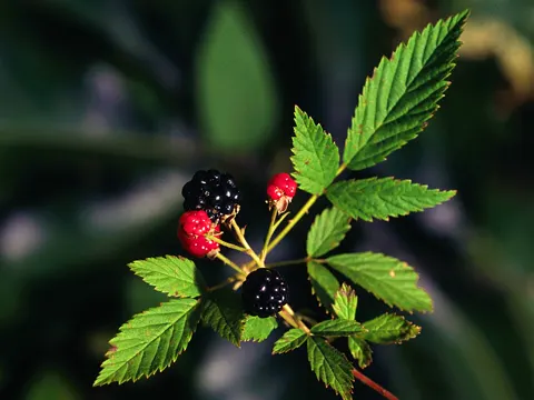 American Dewberry